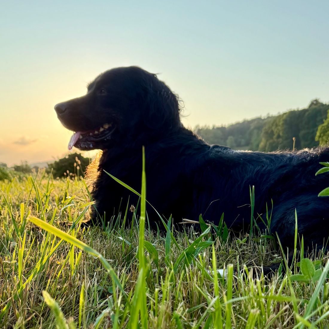 Ayka liegt im Gras bei Sonnenuntergang