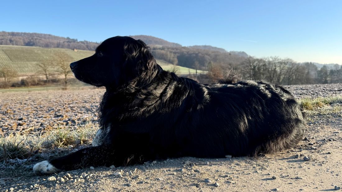 Ayka liegt am Feldweg und schaut in die Landschaft
