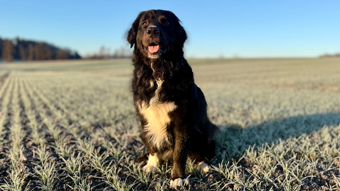 Ayka sitzt auf einem frostigen Feld