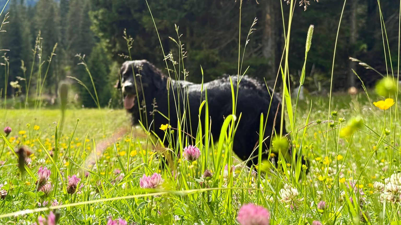 Ayka steht in einer blühenden Bergwiese