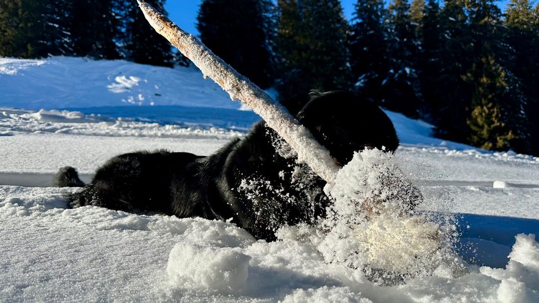 Ayka tobt mit einem Ast im Schnee